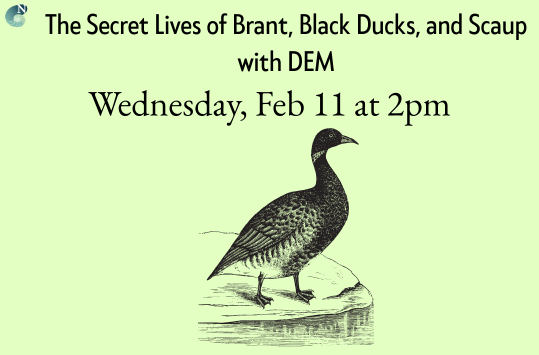 The Secret Lives of Brant, Black Ducks, and Scaup with DEM Wednesday Feb 11 at 2:00 pm